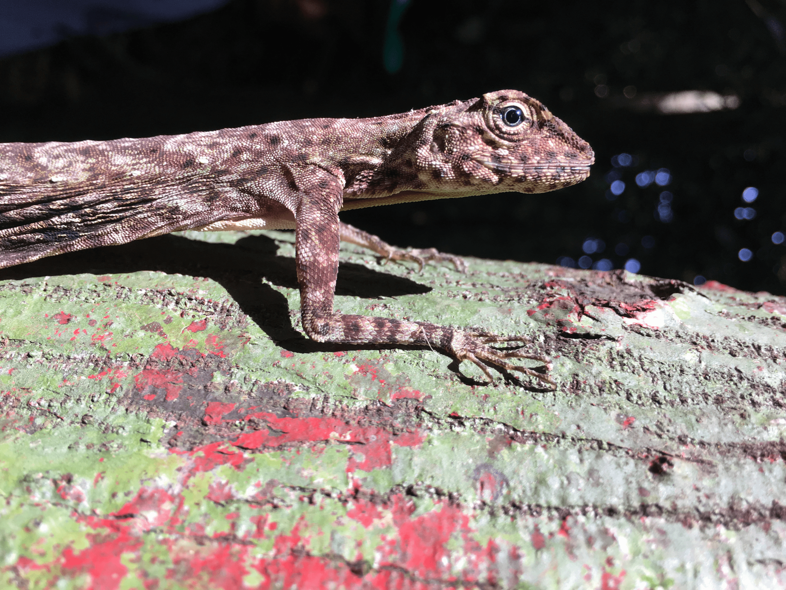 GUIDE I Vietnams jungle