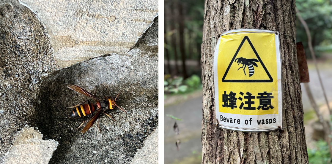 Japanese hornets - kæmpehvepse