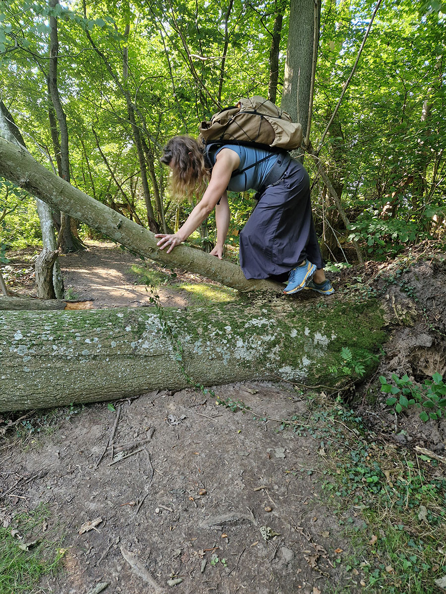 Væltet træ på vandrestien Svartingedalen på Bornholm