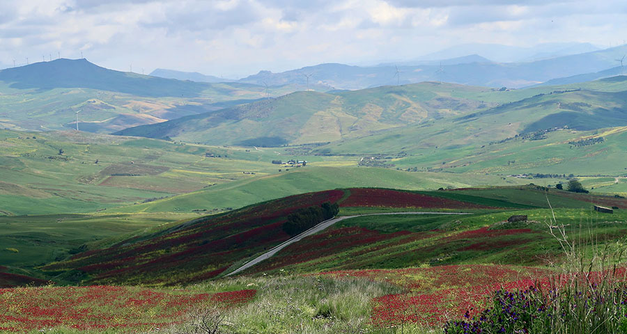 Blomsterhav på Magna Via Francigena