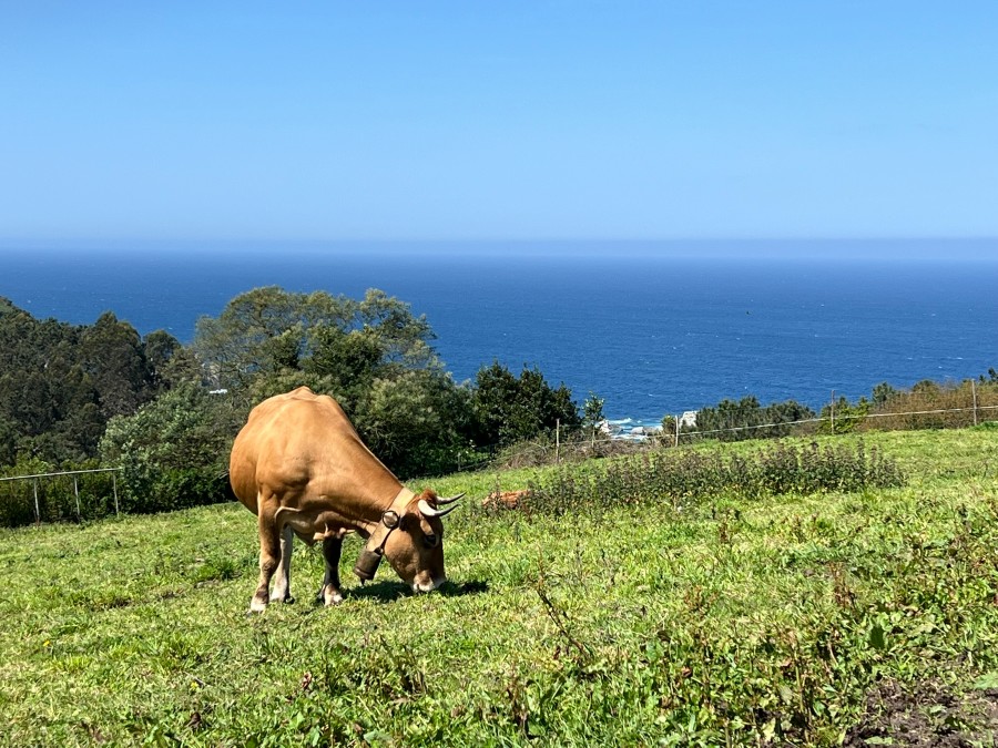 Alternativ rute på Camino del Norte mellem Soto de Luina og Cadavedo - Ballotasruten