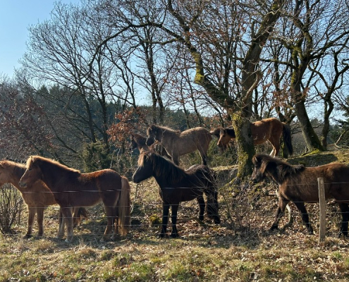 Islandske heste ved Gammel Almindruten