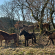 Islandske heste ved Gammel Almindruten