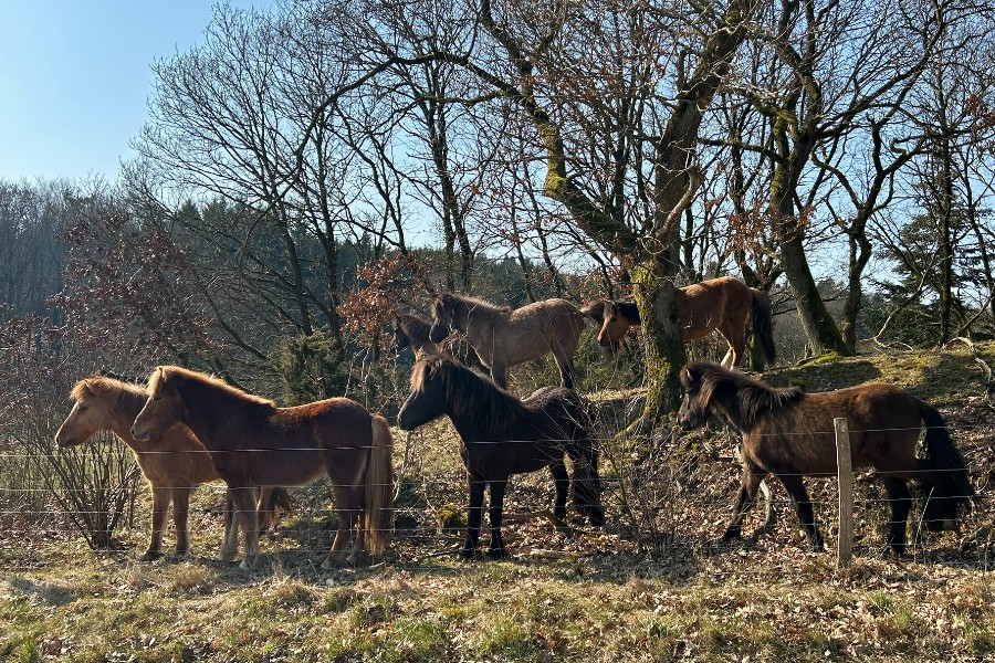 Islandske heste ved Gammel Almindruten