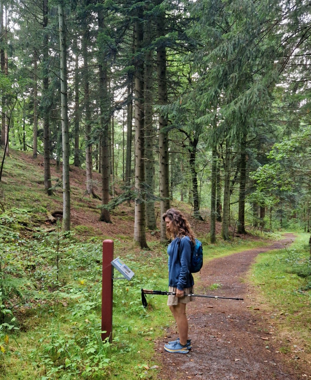Indlandsklit i Frøslev Plantage 