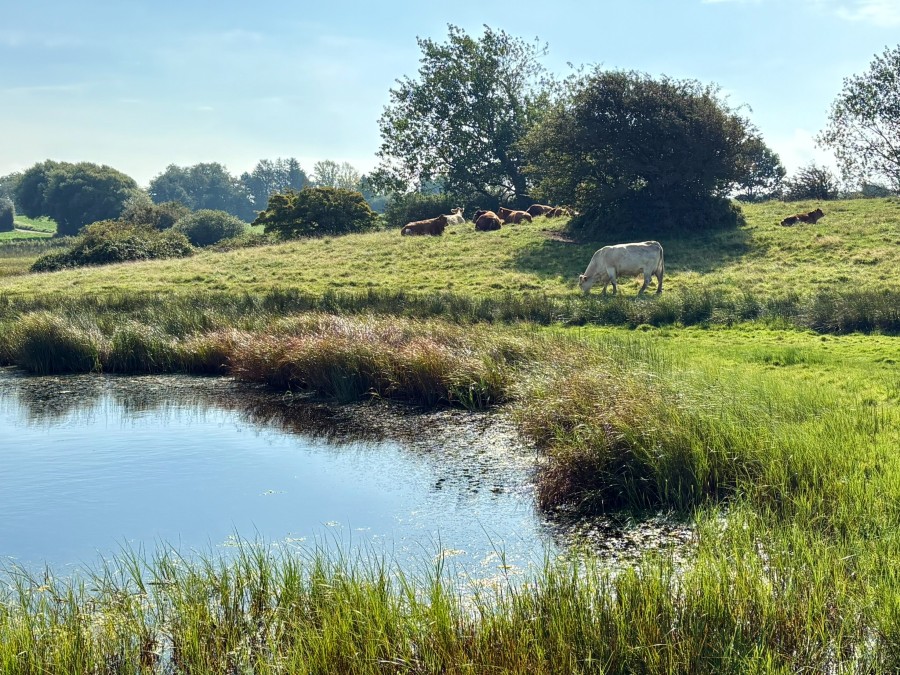 Naturområdet Stenmade på Kegnæs-stien