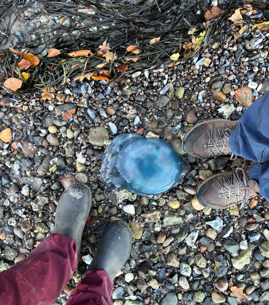 Fodtøj til Blue Walk mellem Skive og Sundsøre