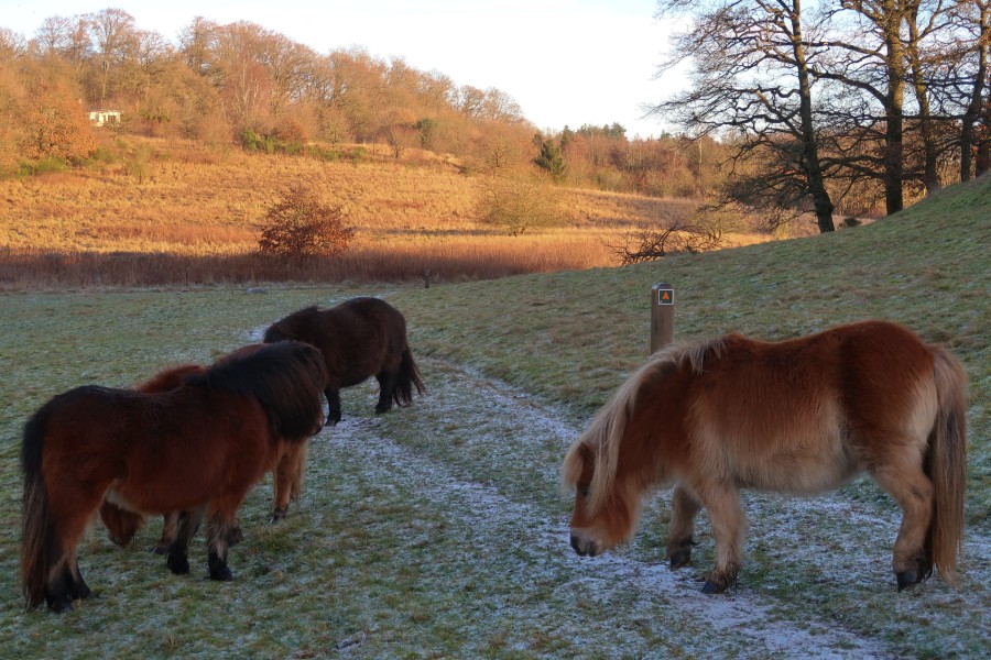 Græssende heste på Gletsjerruten ved Hald Sø og Dollerup Bakker - en af hærvejens perler.