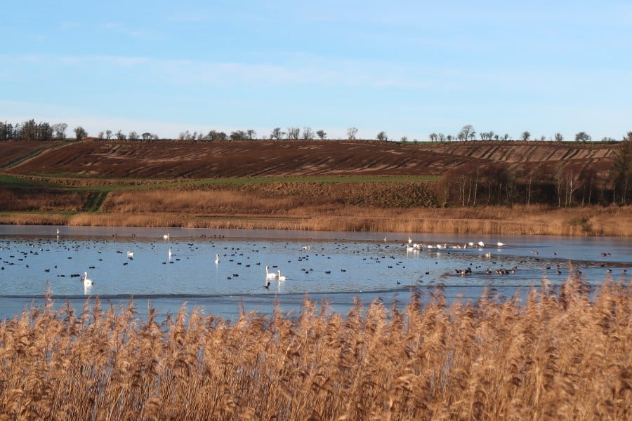 Fugleliv ved Halkær Sø.