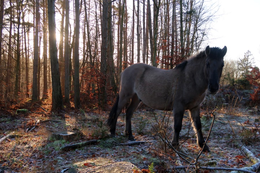Hest på Hammer Bakker Ruten - en af Hærvejens perler.