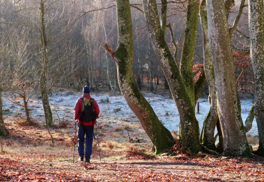 Vandrer ved rølle-bøge på Hammer Bakker Ruten - en af Hærvejens perler.