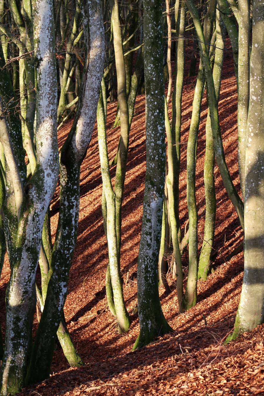 Rølle-bøge på Hammer Bakker Ruten - en af Hærvejens perler.