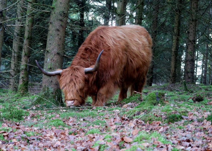 Græssende skots højlandskvæg ved å Hammer Bakker Ruten - en af Hærvejens perler.