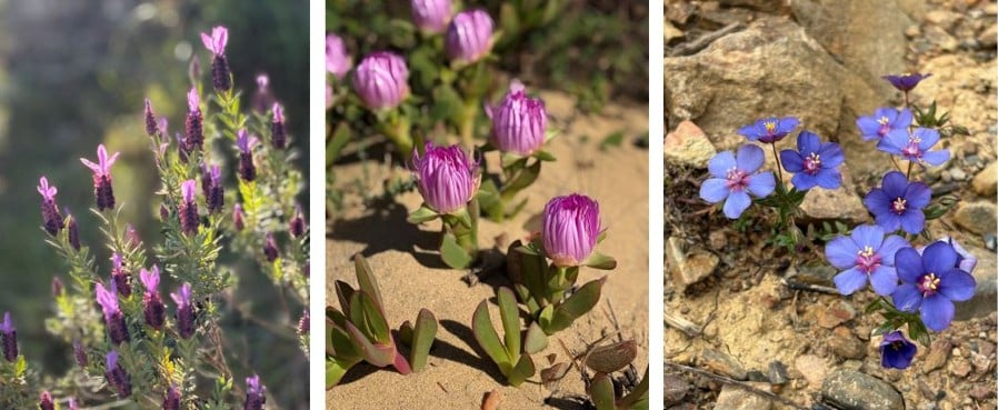 Blomsterhav på Fishermen's trail i foråret