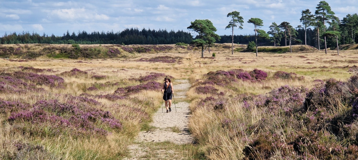 Vandrer i landskab med blomstrende lyng på Stensbæk Plantage
