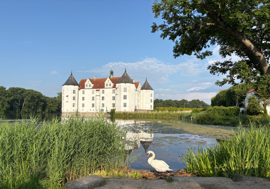 Svane foran Lyksborg Slot
