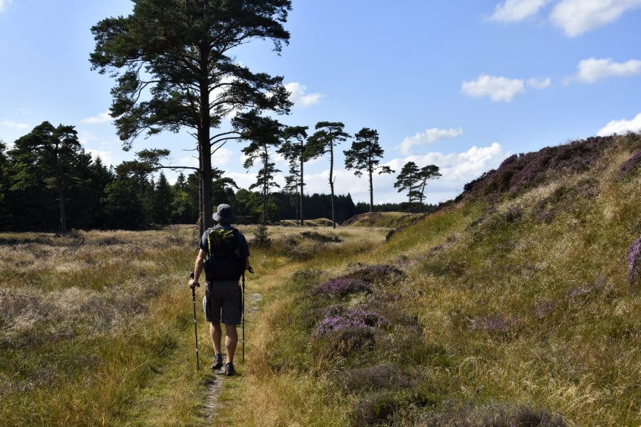 Vandrer ved klimper i Stensbæk Plantage