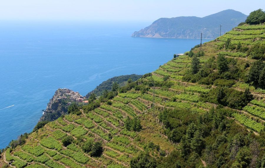 Vandreferie i Cinque Terre - vinmarker ved Volastra