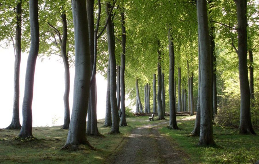 Fanefjord-skov-vandrerute.moen-vestmoen