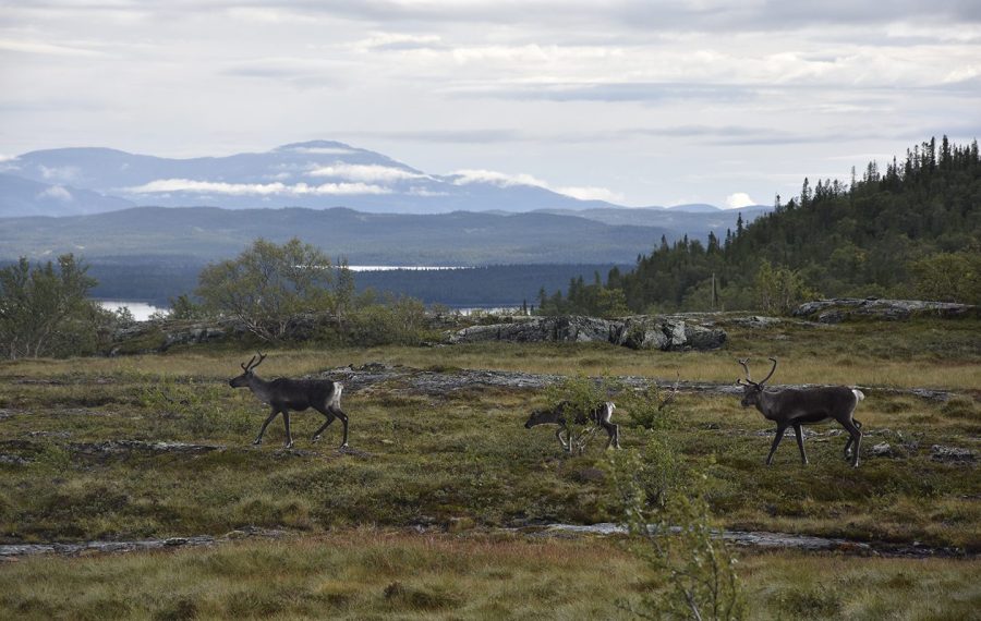 Jämtlandstriangeln-guide-vandring-vandrerute-sommer