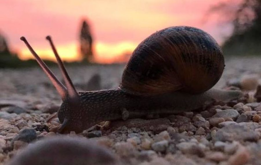 Langsomhed-Snegl-Pilgrimsord
