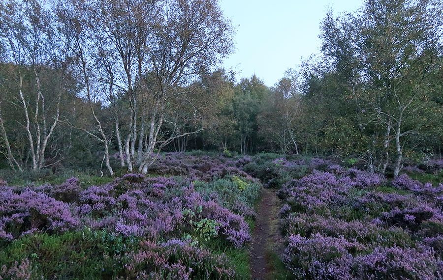 Vandresti med blomstrende lyng