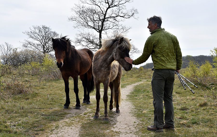 Mols-bjerge-bjergetapen-sti-vandring-skiltet-heste-dyrefolde-se-dyr