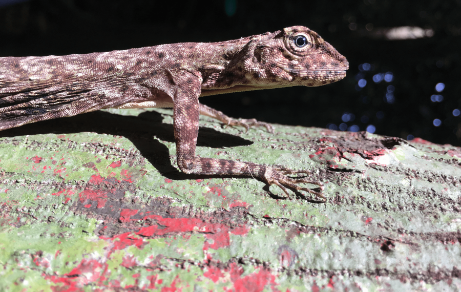 Trekking-vandring-hiking-vietnam