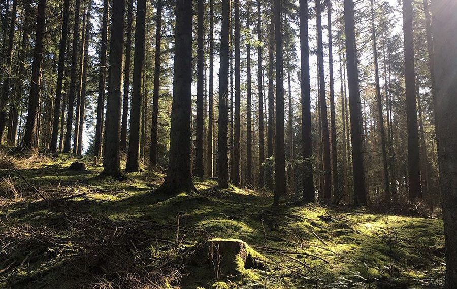 Uhrehoej-plantage-urhoej-kuperet-natursti-skiltet-rute-himmerland