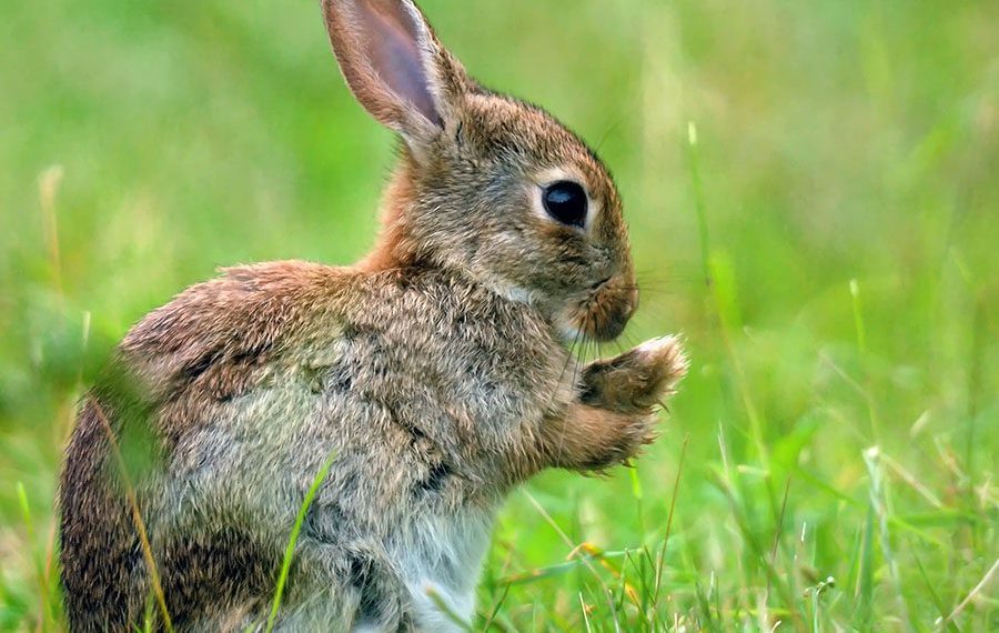 endelave-kanin-fotograf-peter-marczak-kaninoen-credit