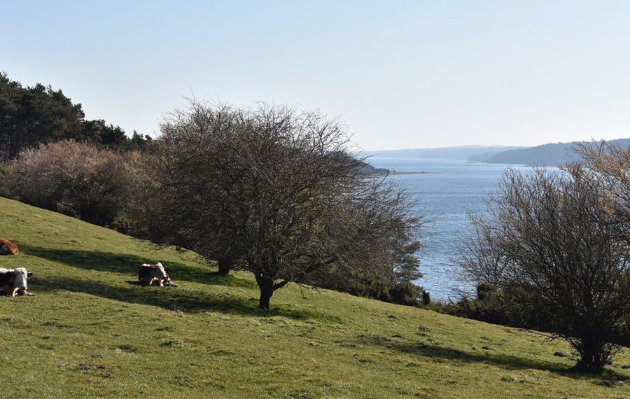 udsigt-dyrefolde-kvaeg-mariager-fjord-panoramaruten-1500