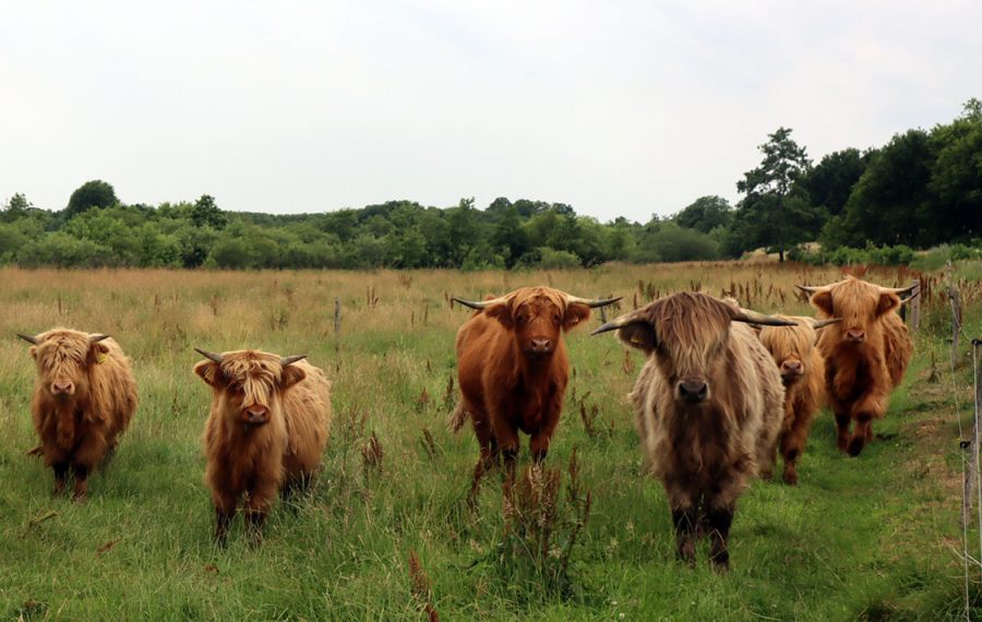 Græssende dyr - det skal du vide som vandrer