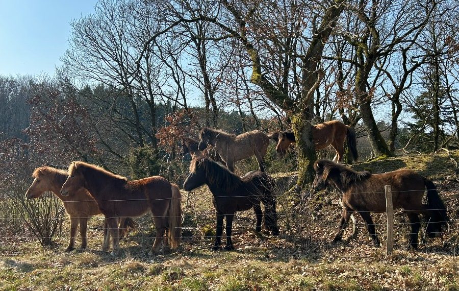 Islandske heste ved Gammel Almindruten