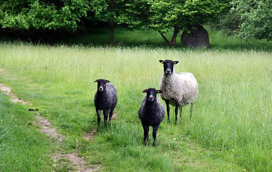 vandreruter-i-sydsverige-hovdala-slott-vandringscentrum-faar